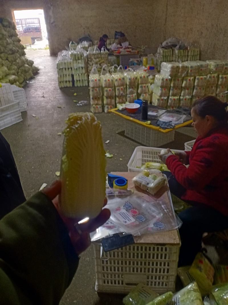 精品娃娃菜大量加工批发