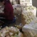 精品娃娃菜大量加工批发
