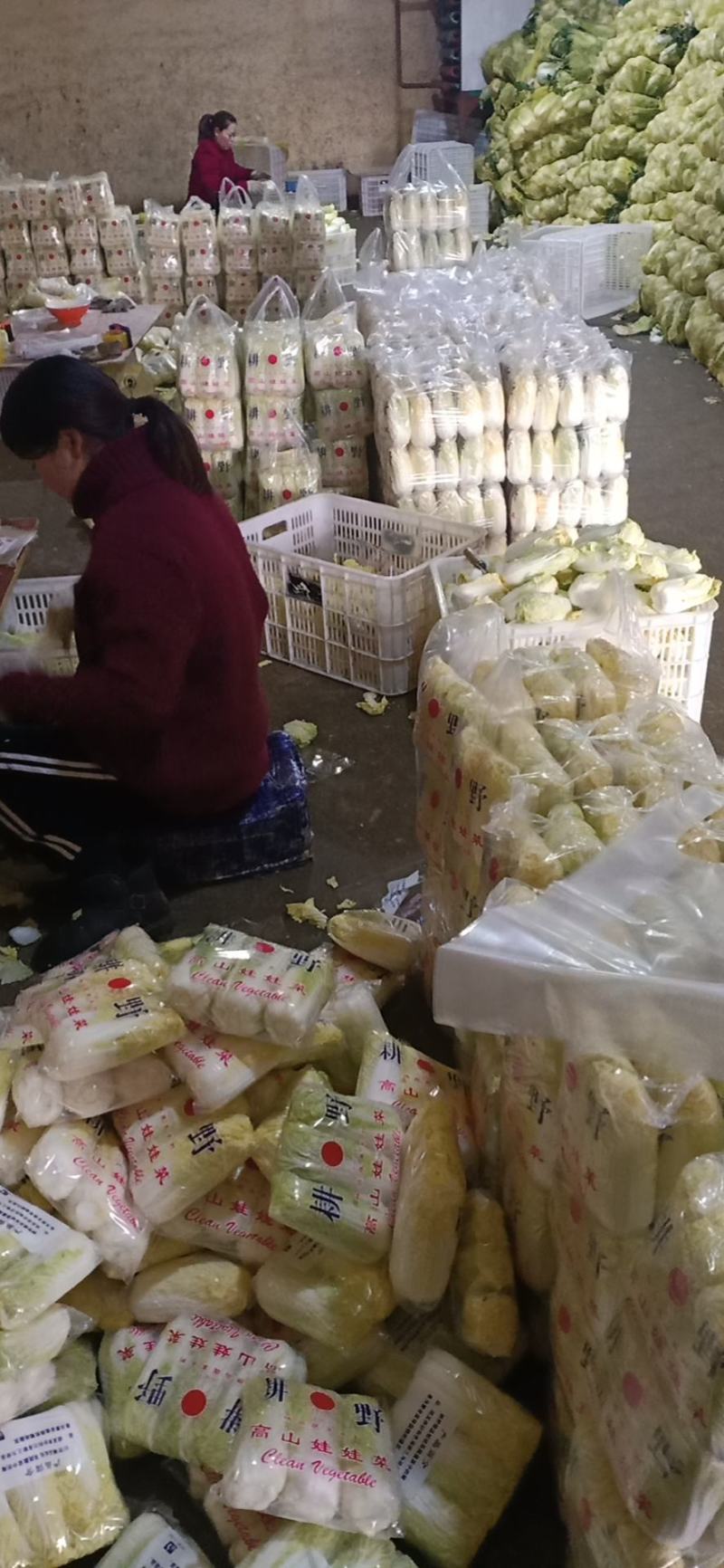 精品娃娃菜大量加工批发
