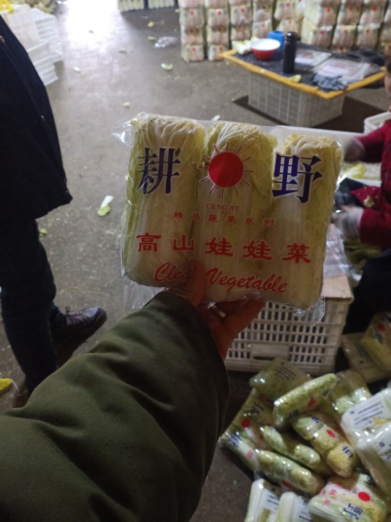 精品娃娃菜大量加工批发