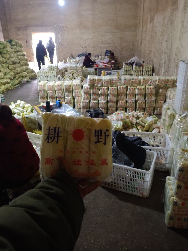 精品娃娃菜大量加工批发