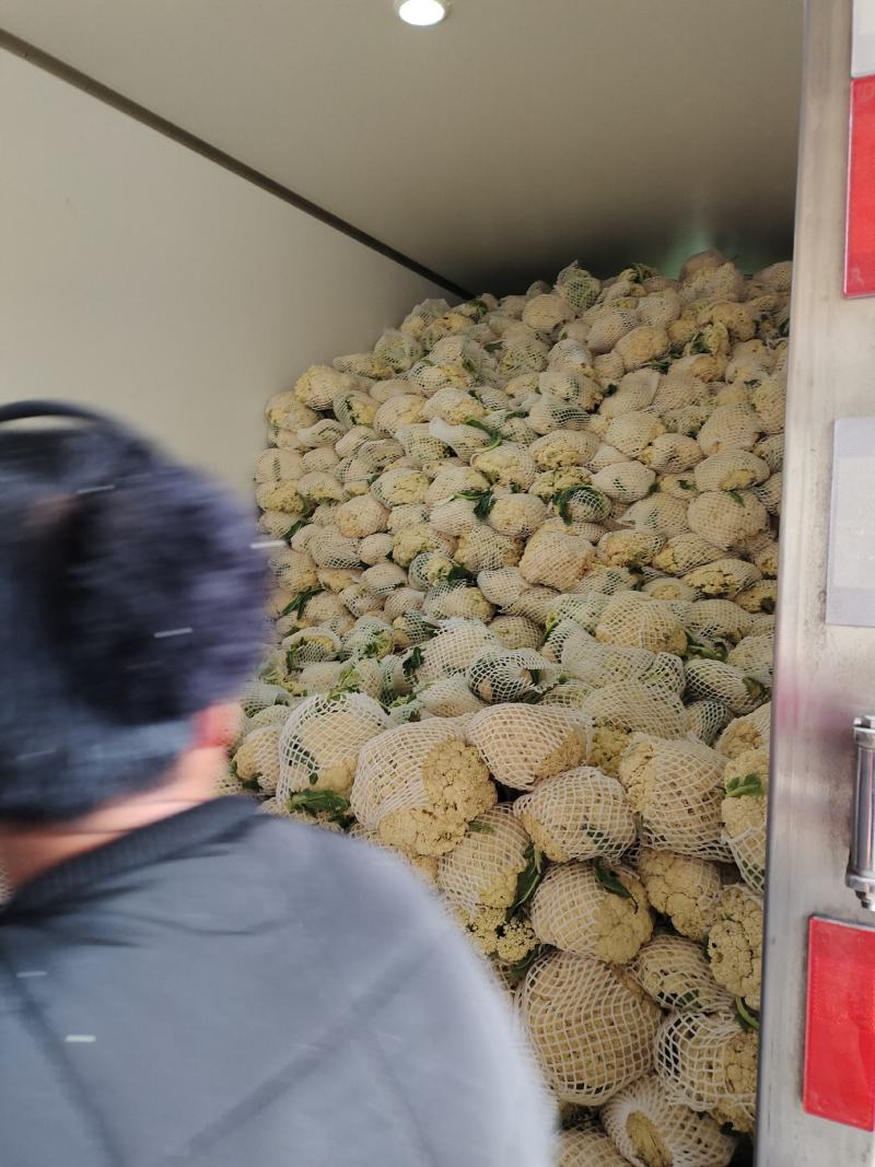 精品小米粒散花冷库货