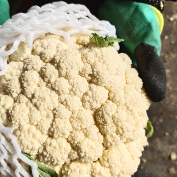 精品小米粒散花冷库货