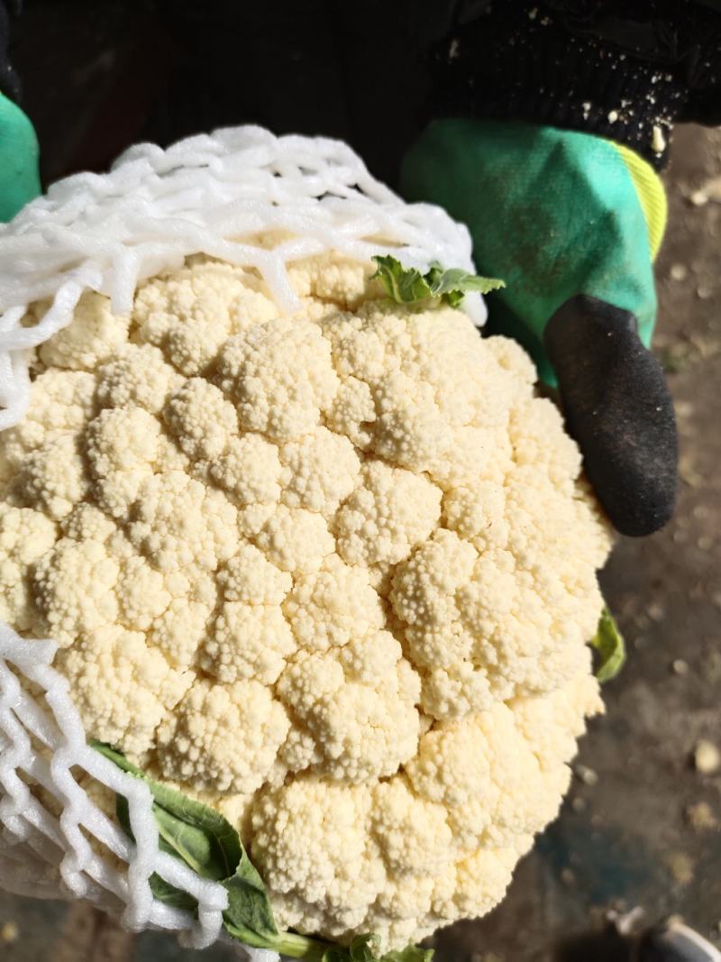 精品小米粒散花冷库货