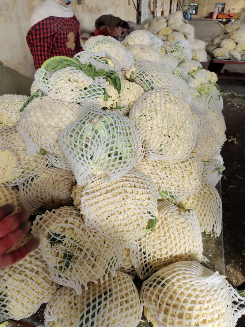 精品小米粒散花冷库货
