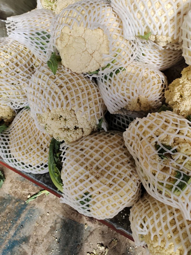 精品小米粒散花冷库货
