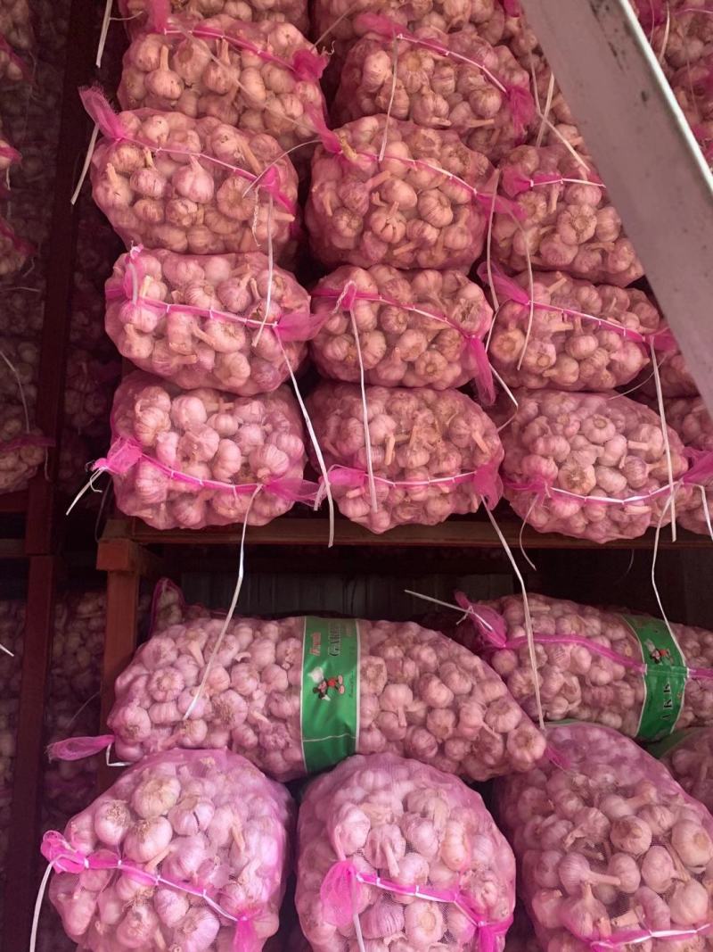 中牟冷库大蒜大量发售