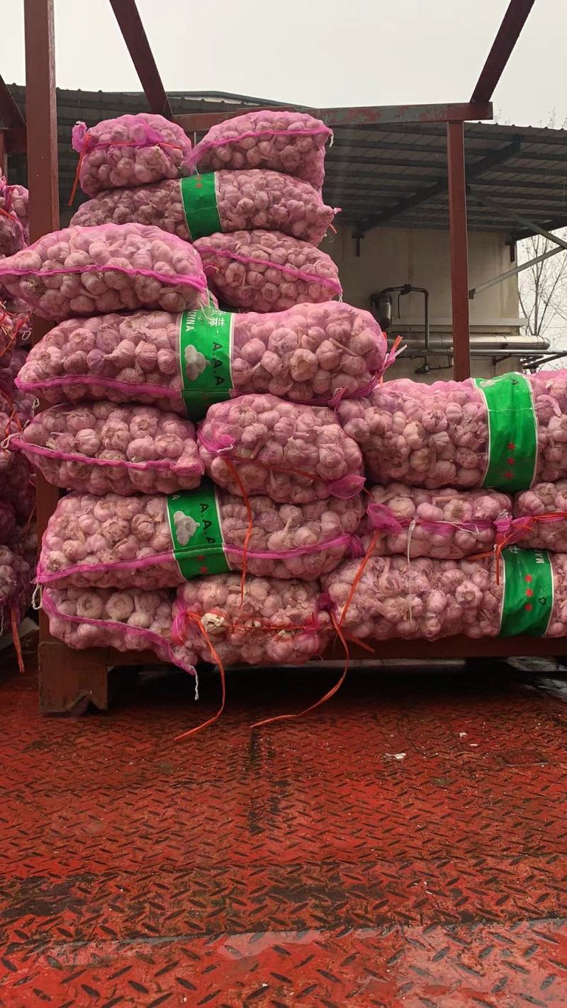 中牟冷库大蒜大量发售