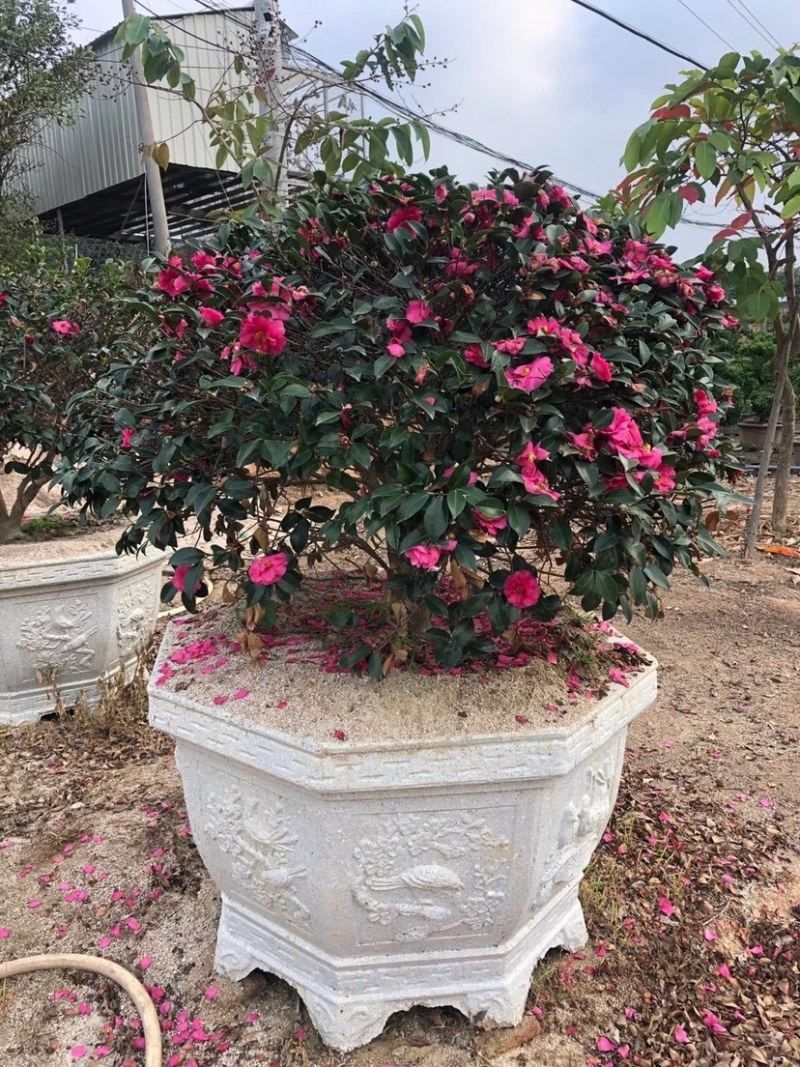 精品茶梅高1.2米冠1.5米种植基地大量现货低价批发