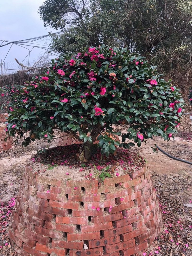 精品茶梅高1.2米冠1.5米种植基地大量现货低价批发