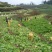 四川正宗榨菜，大量上市，代发全国市场，货源稳定，量大价优