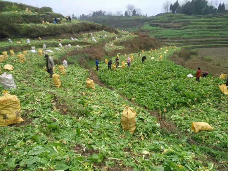 四川正宗榨菜，大量上市，代发全国市场，货源稳定，量大价优
