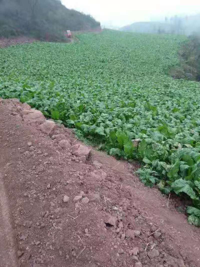 正宗四川榨菜，产地直发，规格齐全欢迎新老客户来电咨询！！
