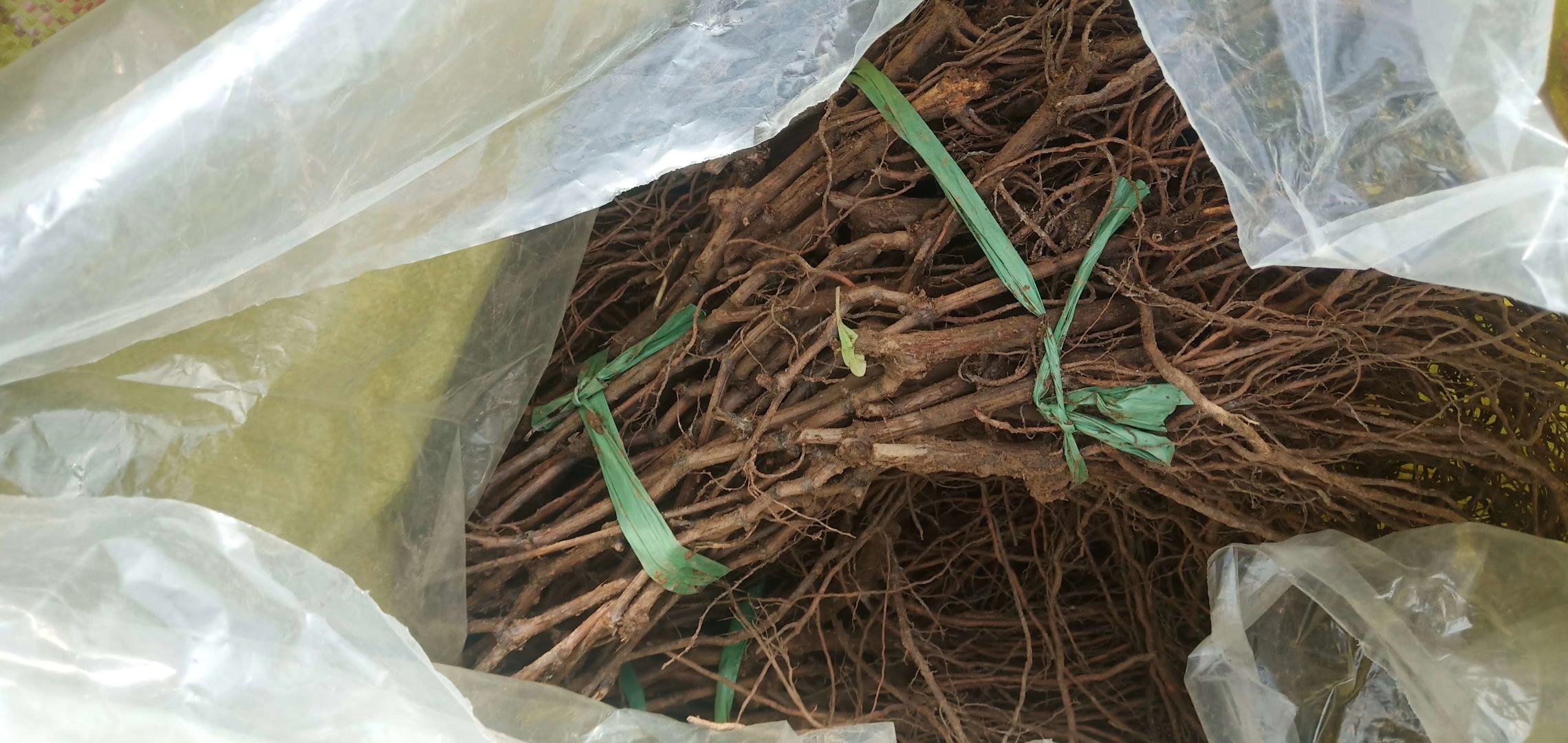 阳光玫瑰扦插繁殖示意图,展示插条处理、苗床布置及管理流程 阳光玫瑰扦插繁殖过程图