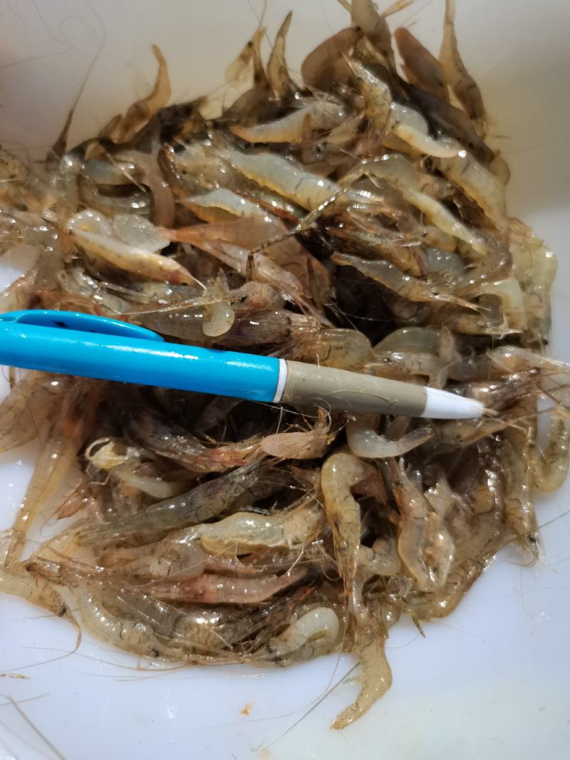 河虾，小河虾一手货源，每天有货，大量有货批发零售