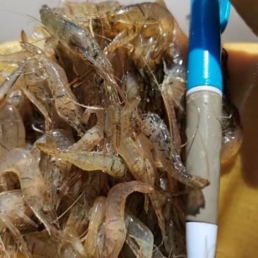 河虾，小河虾一手货源，每天有货，大量有货批发零售
