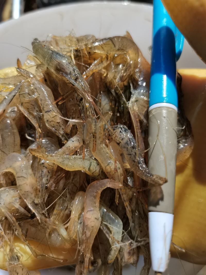 河虾，小河虾一手货源，每天有货，大量有货批发零售