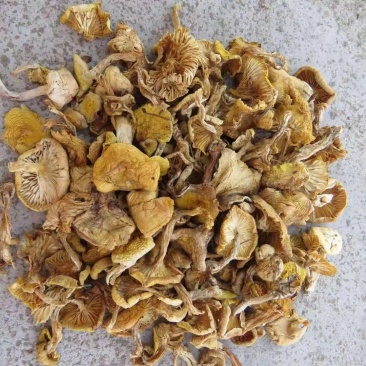 小黄蘑，本地新货小黄蘑，颜色好，质量高