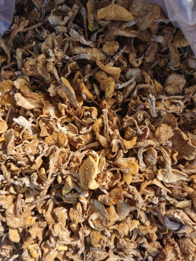 小黄蘑，本地新货小黄蘑，颜色好，质量高