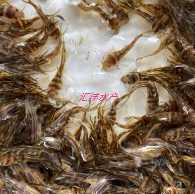 淡水石斑鱼苗，石斑鱼苗，广东淡水石斑鱼苗，小溪石斑鱼！