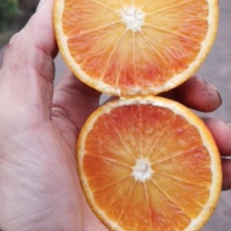 四川渠县红心脐橙，现摘现发，色红味甜，汁多化渣，欢迎咨询！