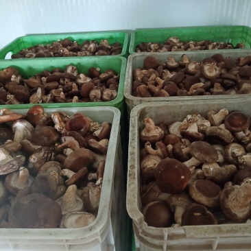 河北省邢台县香菇合作社