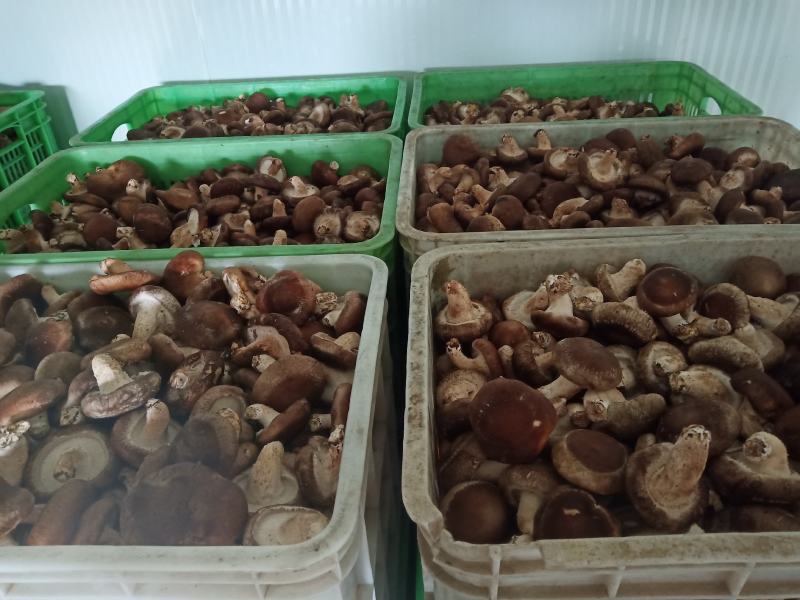 河北省邢台县香菇合作社