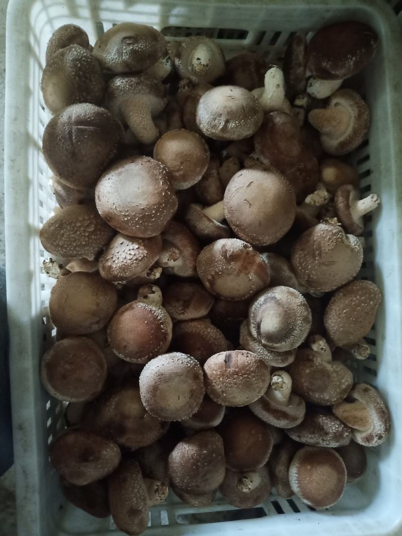 河北省邢台县香菇合作社