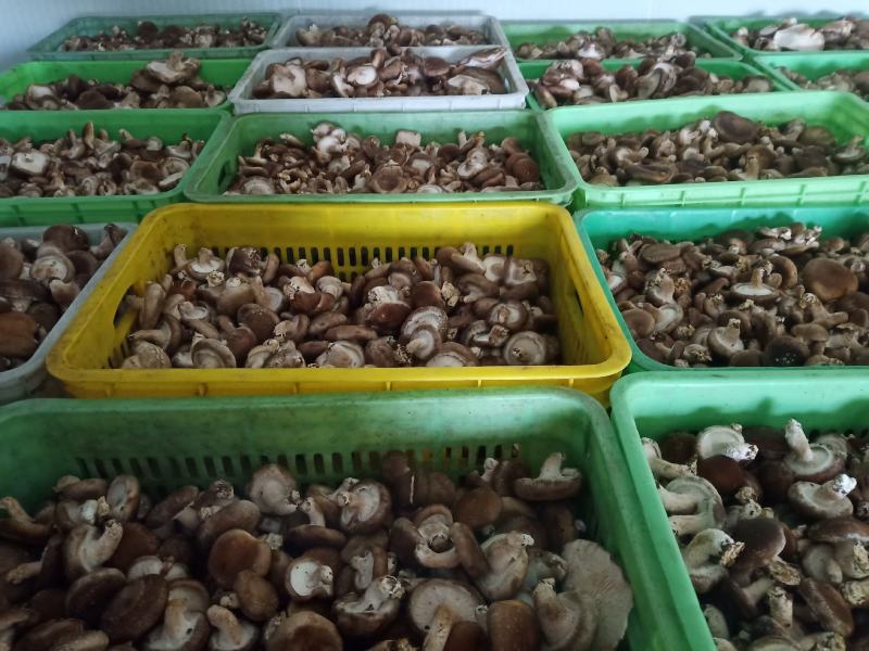 河北省邢台县香菇合作社