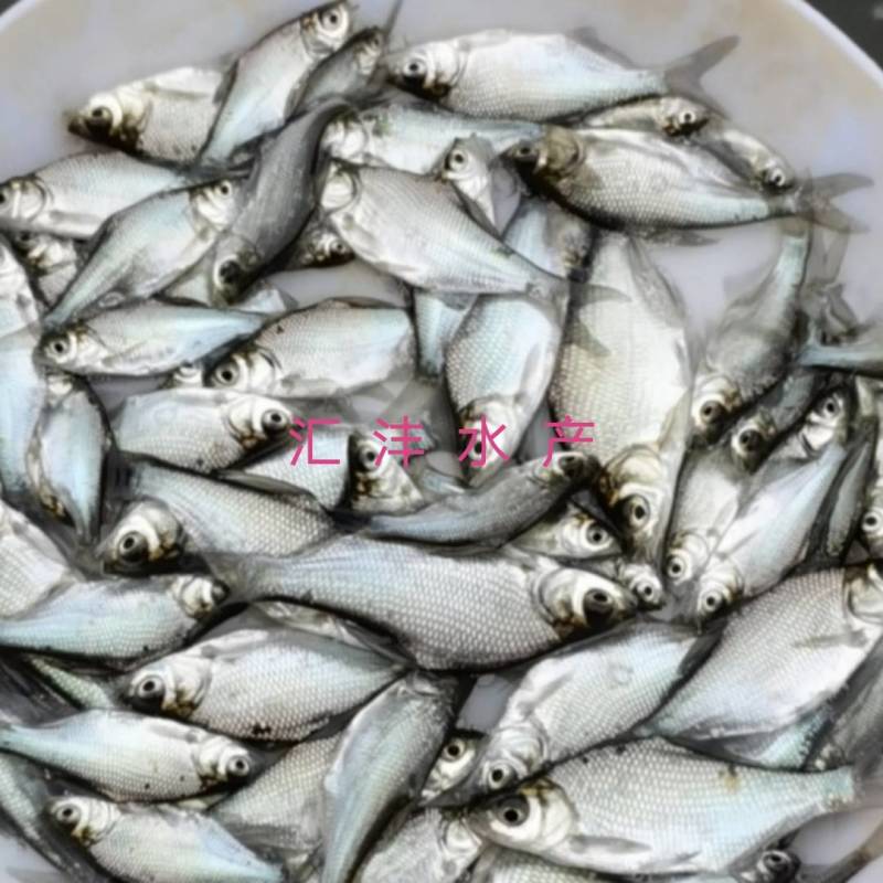 武昌鱼三角边团头鲂品种优良全国发货包成活
