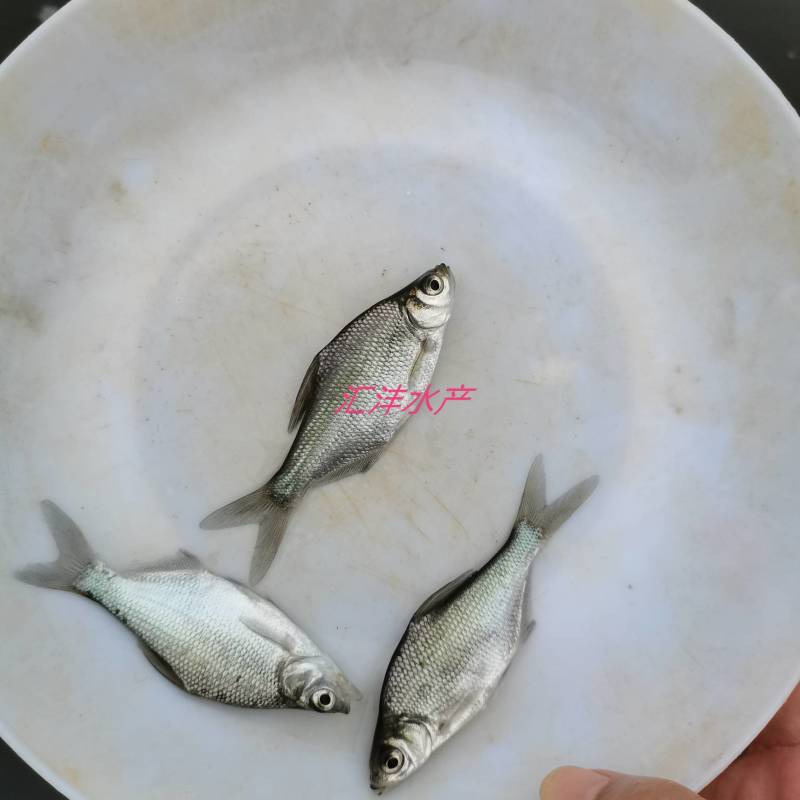 武昌鱼三角边团头鲂品种优良全国发货包成活