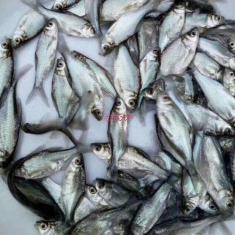 武昌鱼三角边团头鲂品种优良全国发货包成活