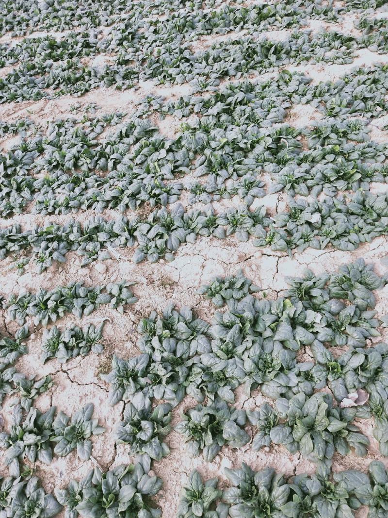 河南趴地菠菜，大棚趴地菠，叶片肥厚，手工干净，抗寒耐运输