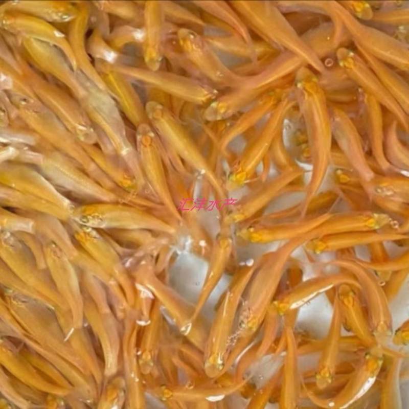 金草鱼品种优良量大从优技术支持全国发货！