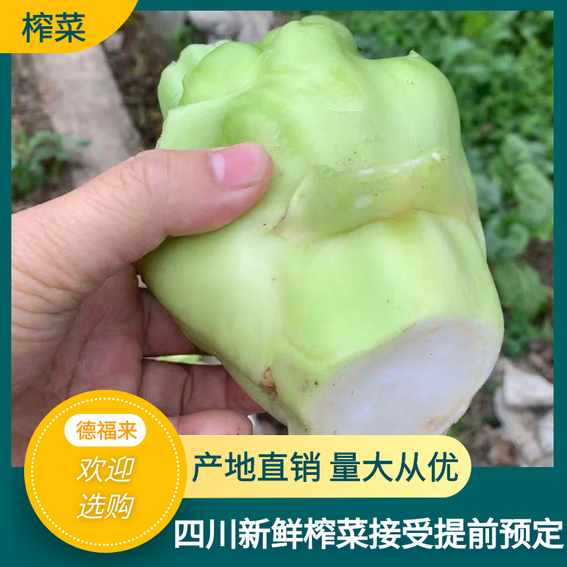 正宗四川榨菜，产地直发，规格齐全欢迎新老客户来电咨询！！