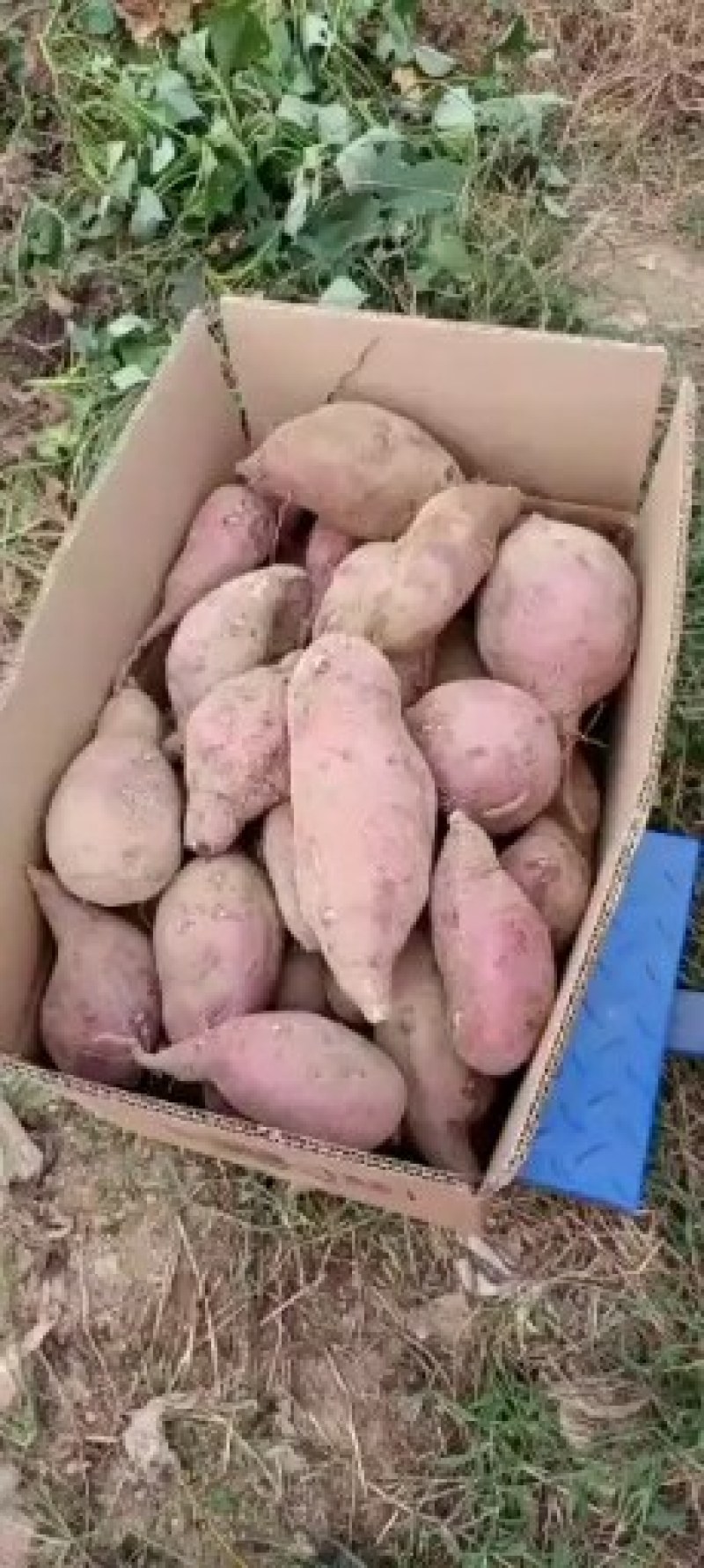 山东优质红薯种植基地，红薯批发市场大量供应优质红薯