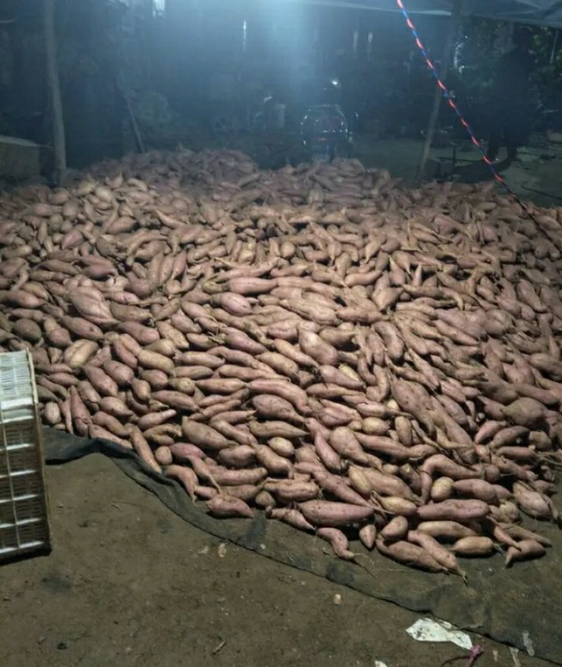山东优质红薯种植基地，红薯批发市场大量供应优质红薯