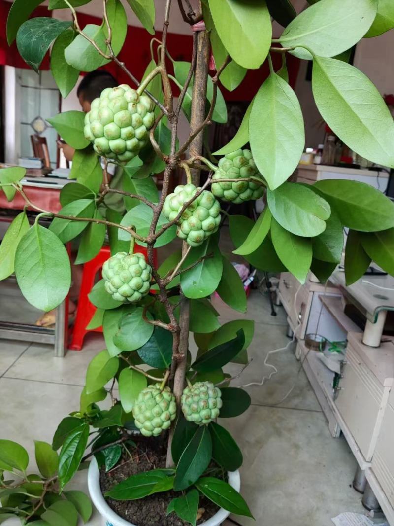 黑老虎苗，优良品种，产量高，易管理，下单48小时内发货