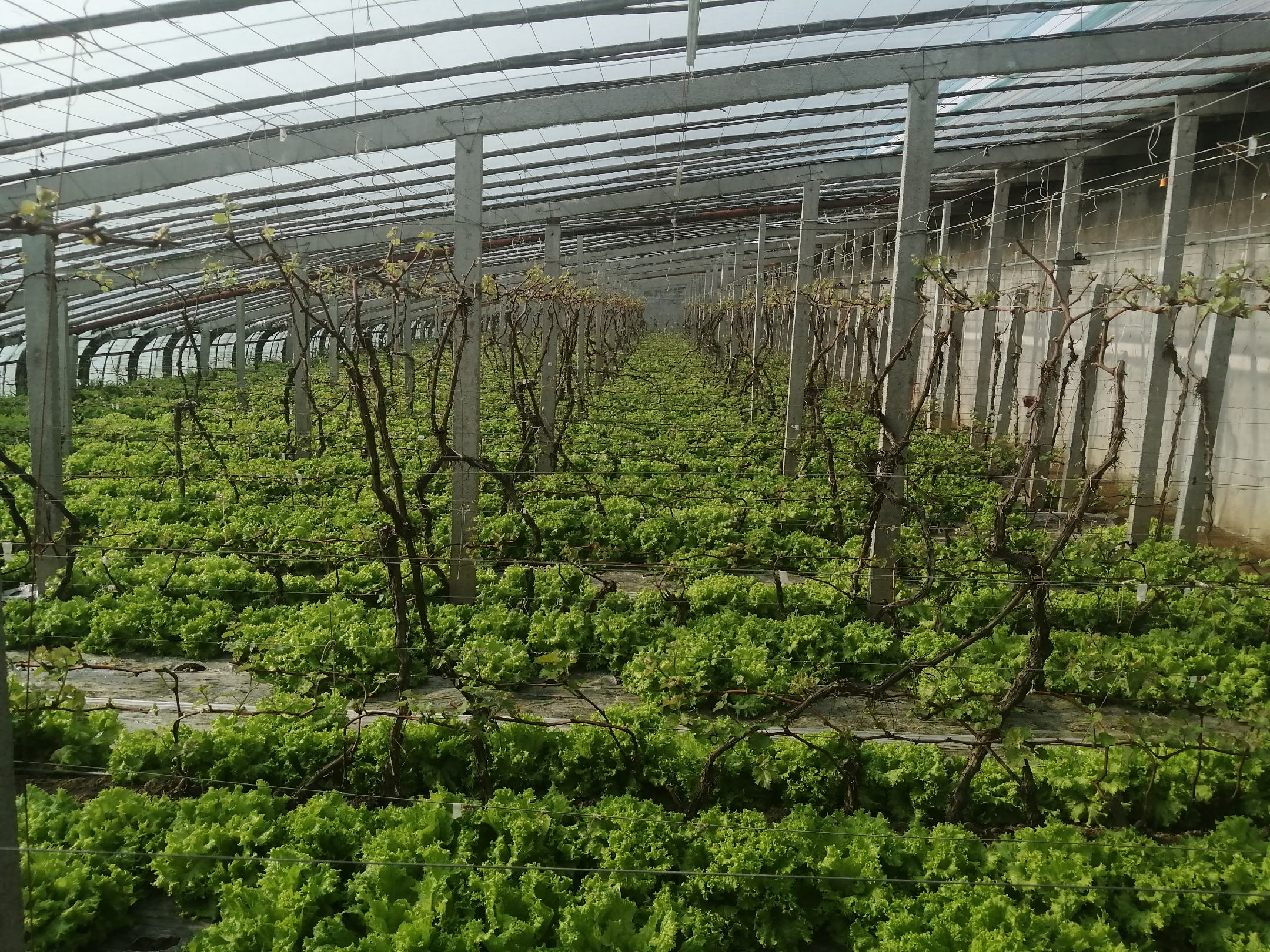 生菜遮阳栽培示意图