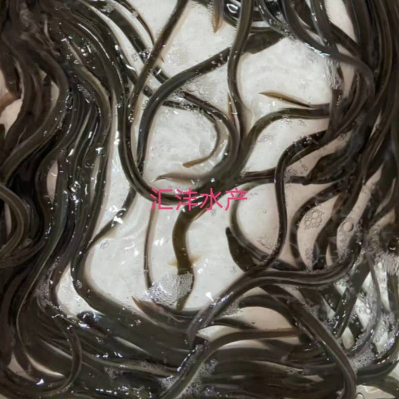 鳗鱼苗白鳝鳗鱼苗品种优良，技术支持！全国发货！