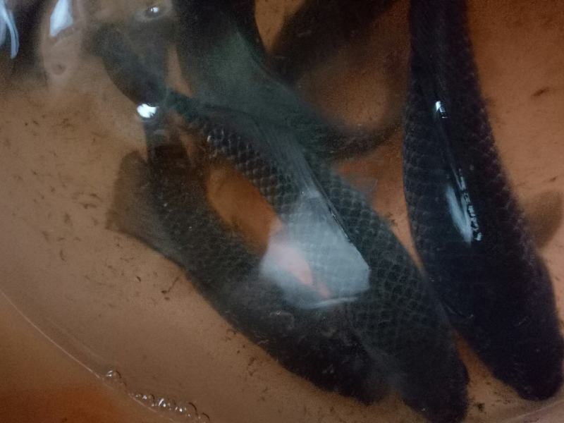 大量供应鲫鱼鲫鱼鲫鱼鲫鱼鲫鱼鲫鱼鲫鱼鲫鱼供应鱼苗鲫鱼鲫鱼