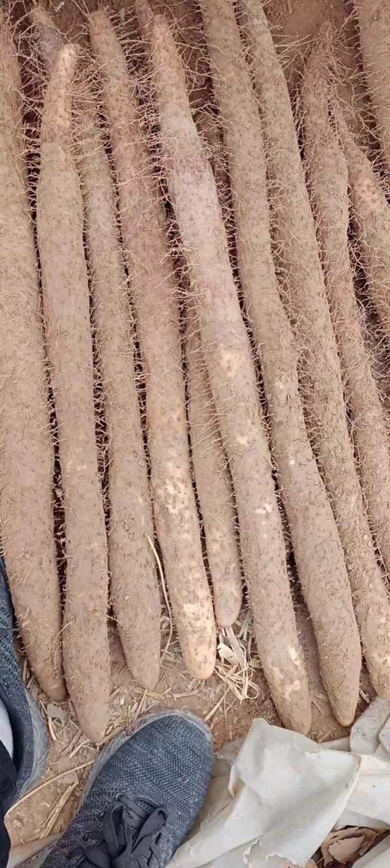 山药，沙地山药，棒药口感软糯。主供全国各地商超