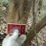 映山红，独杆，多杆皆有！