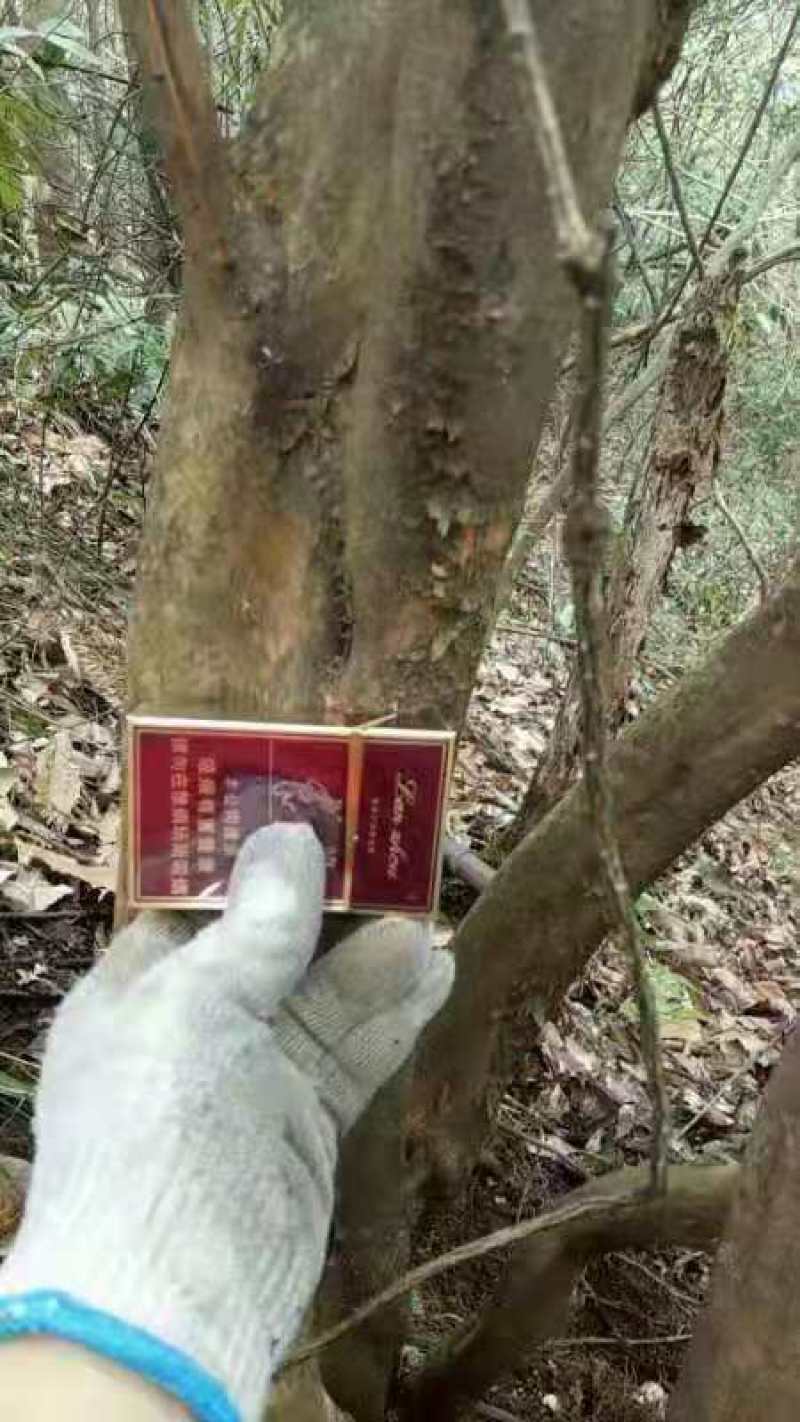 映山红，独杆，多杆皆有！
