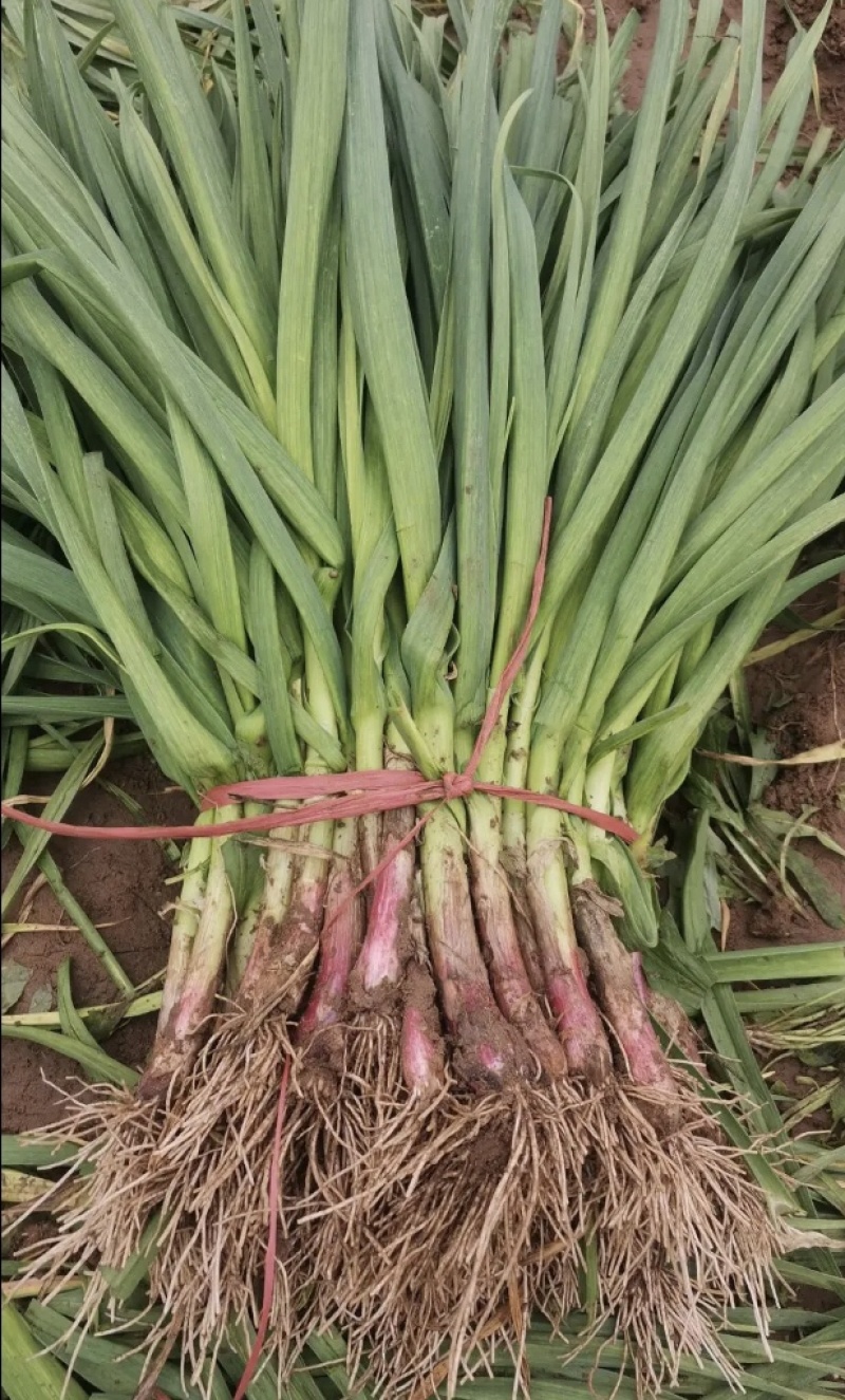 河南中牟红根蒜苗大棚蔬菜