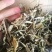 云南大白茶，清甜有回甘