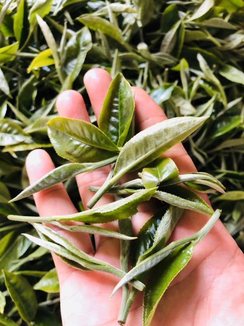 云南大白茶，清甜有回甘