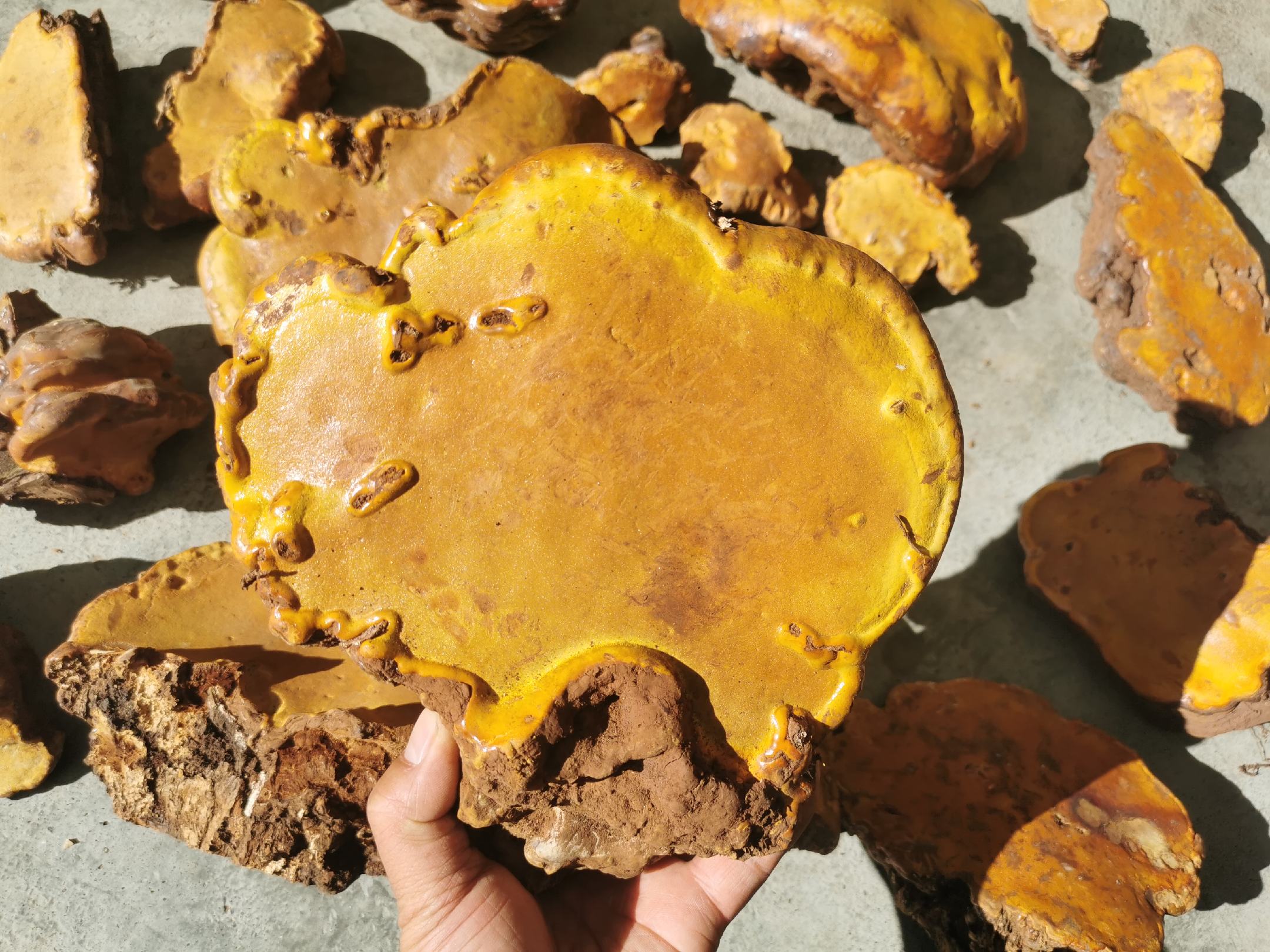 展示黄芩原药材与市售黄芩抑菌膏产品,体现其来源与成品形态 黄芩药材与黄芩抑菌膏产品展示