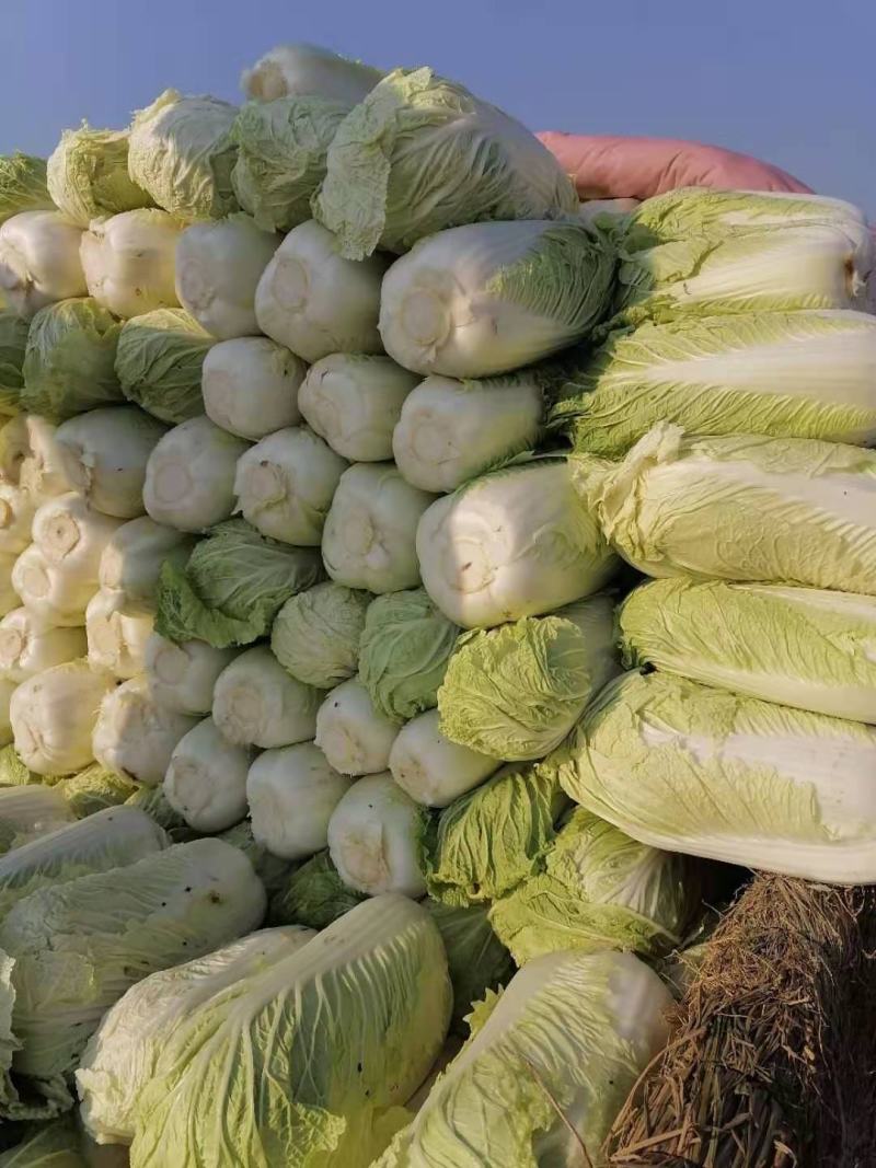 北京三号，绿，无虫眼，无干烧心，净菜，装车快。