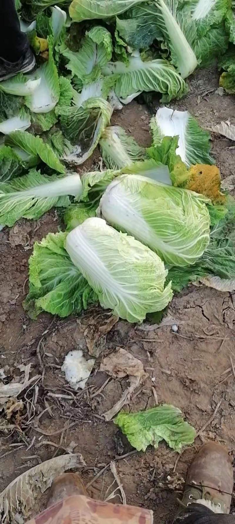 北京三号，绿，无虫眼，无干烧心，净菜，装车快。